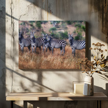 Art Prints of Zebras