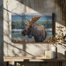 Art Prints of Moose