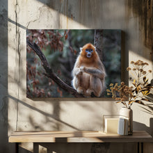 Art Prints of Golden snub-nosed monkey