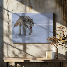 Art Prints of Wolf