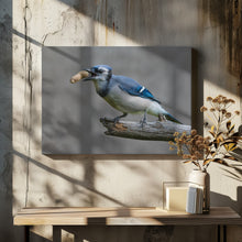 Art Prints of Blue jay's treat