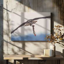 Art Prints of Ospery