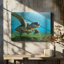 Art Prints of Green turtle