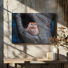 Art Prints of Eastern Screech Owl (Red Morph)