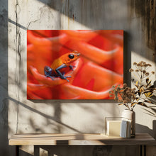 Art Prints of Strawberry poison-dart frog