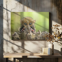 Art Prints of Baby Tarsier