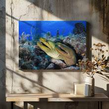 Art Prints of Moray eels