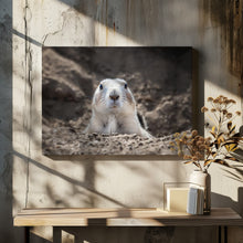 Art Prints of Prairie Dog