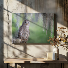 Art Prints of Barred Owl