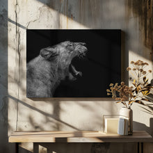 Art Prints of Lioness in low key