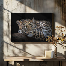 Art Prints of Leopard resting