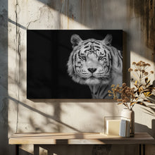 Art Prints of Bengal White Tiger