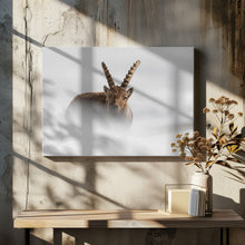 Art Prints of Alpine Ibex