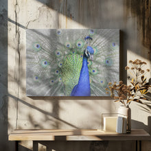 Art Prints of Peacock