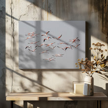 Art Prints of Greater Flamingos in flight