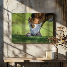 Art Prints of cow deer love