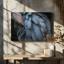 Art Prints of Feather