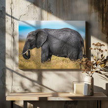 Art Prints of Elephant