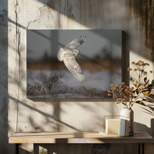 Art Prints of Snowy Owl