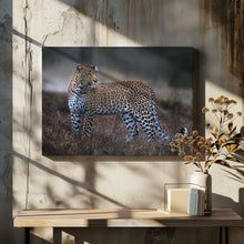 Art Prints of Leopard on the prowl