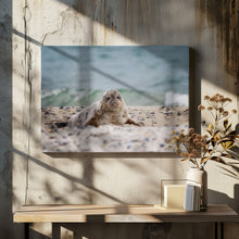 Art Prints of Seal on the beach