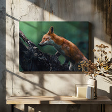 Art Prints of Red fox on patrol