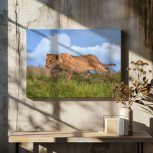 Art Prints of Lion cub on the prowl