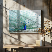 Art Prints of Peacock