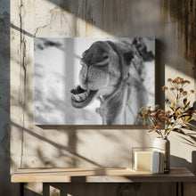 Art Prints of dromedary