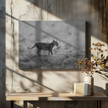 Art Prints of MORNING CAT