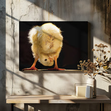 Art Prints of Funny chick