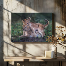 Art Prints of Playful lion cubs