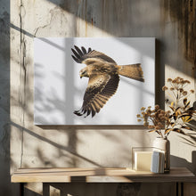 Canvas Art Print Milvus milvus.