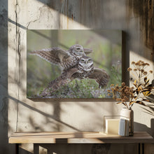 Canvas Art Print Burrowing Owl Love