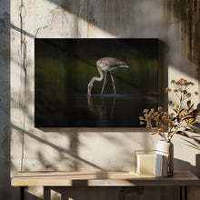 Canvas Art Print Greater Flamingo