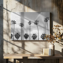 Art Prints of Palm Trees in La Jolla, California