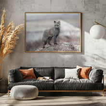 Art Prints of Cross Fox