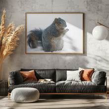 Art Prints of Squirrel