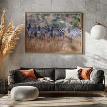 Art Prints of Zebras