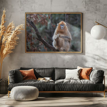 Art Prints of Golden snub-nosed monkey