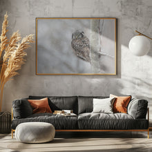 Art Prints of Northern Hawk Owl look back