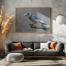 Art Prints of Blue jay's treat