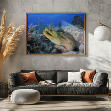 Art Prints of Moray eels