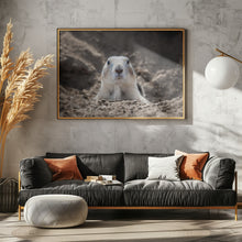 Art Prints of Prairie Dog