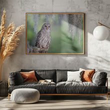 Art Prints of Barred Owl