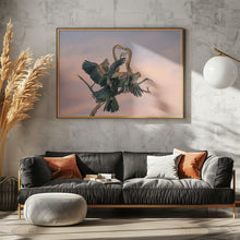 Art Prints of Oriental Darter feeding Juveniles