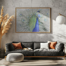 Art Prints of Peacock