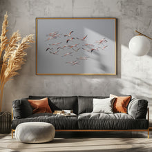 Art Prints of Greater Flamingos in flight