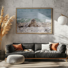 Art Prints of Seal on the beach