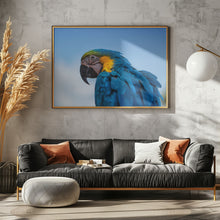 Art Prints of Osgar the Parrot.